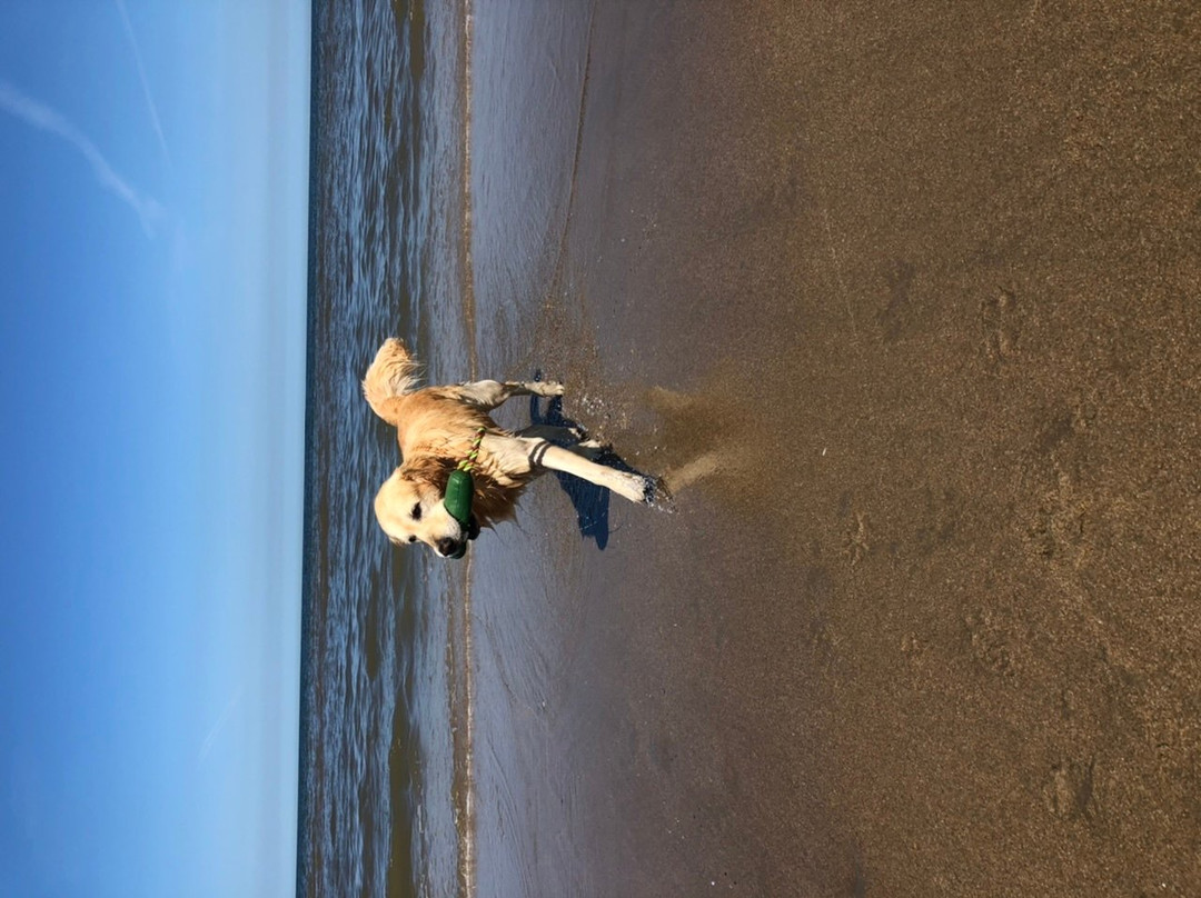 Honden strand Noordwijk景点图片