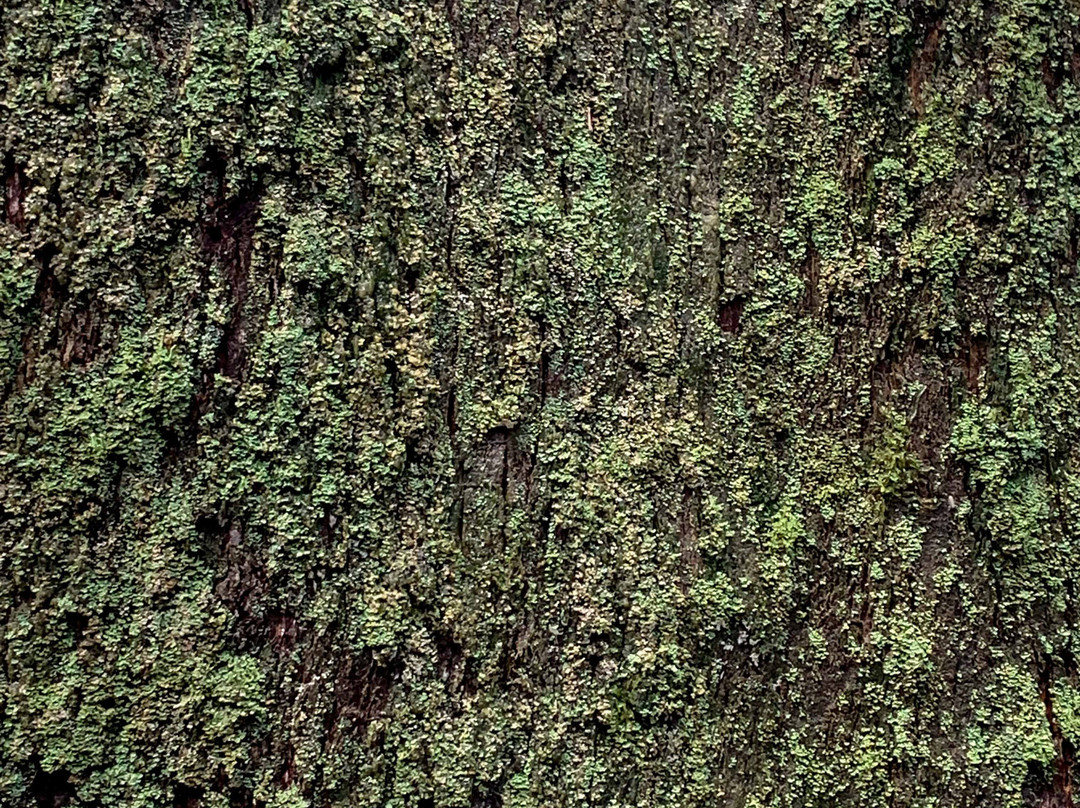 雪博鲁克森林-墨尔本必去景点