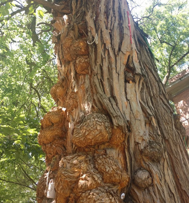 The Witches' Tree-路易斯维尔必去景点