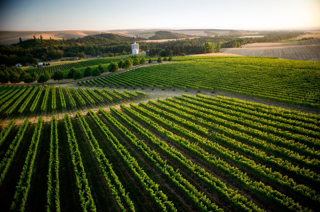 Figgins Winery景点图片