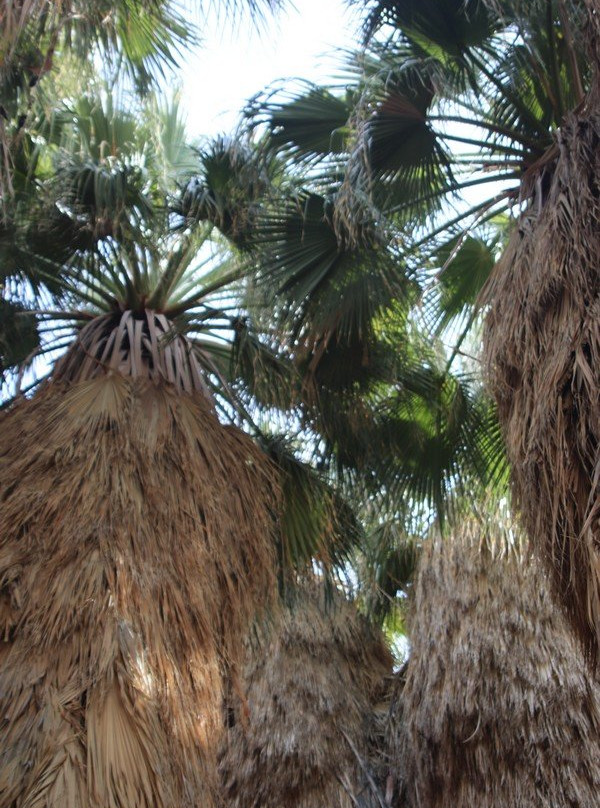 San Andres Trail-Salton City必去景点