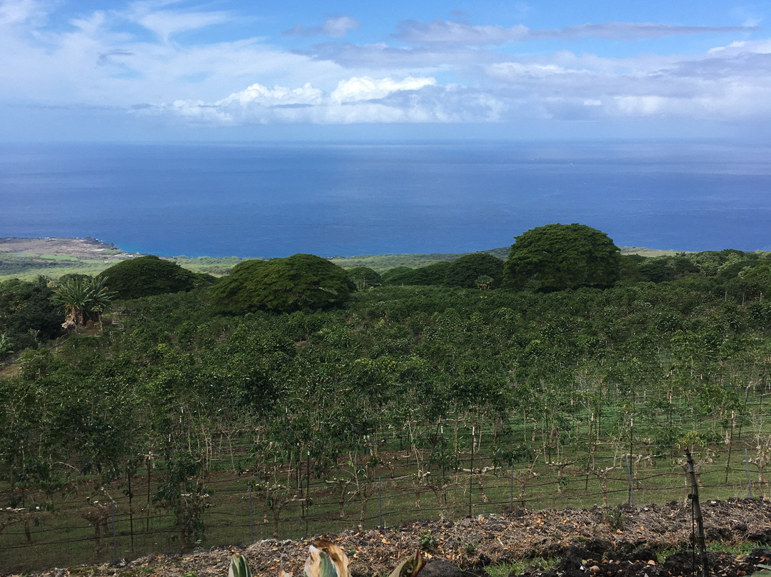 科纳杰咖啡-基亚拉凯库亚必去景点