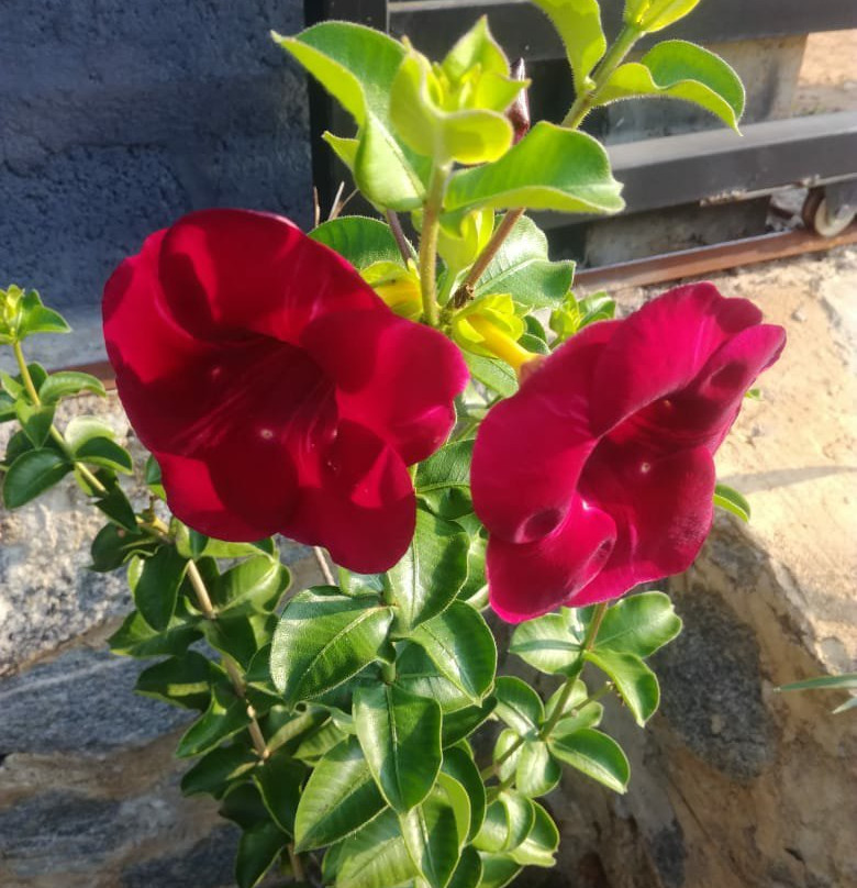 Kalametiya Dreams Hotel主图