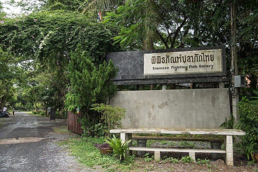 Siamese Fighting Fish Gallery-帕巴登必去景点