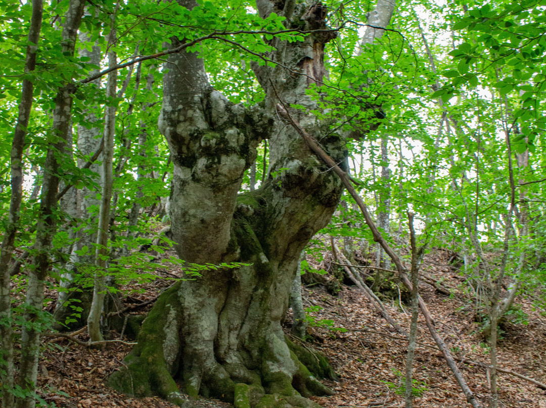 Parco del Monte Moria景点图片
