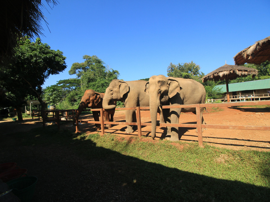 Care for Elephants