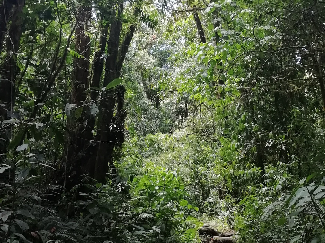 Sendero Los Quetzales景点图片