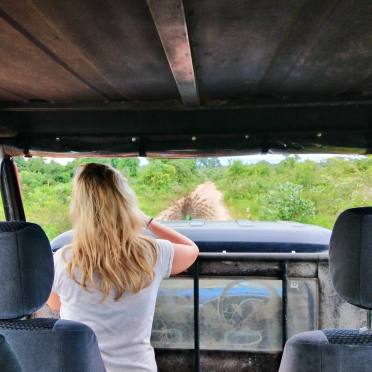 Safari in Sri Lanka景点图片