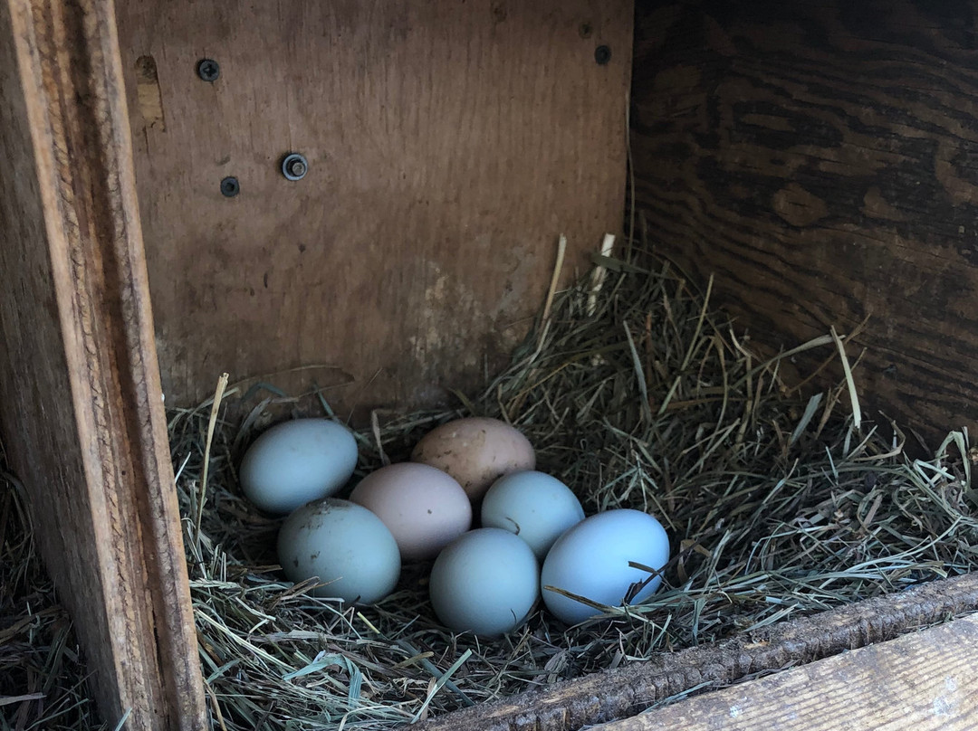 Belle Meade Bed and Breakfast主图