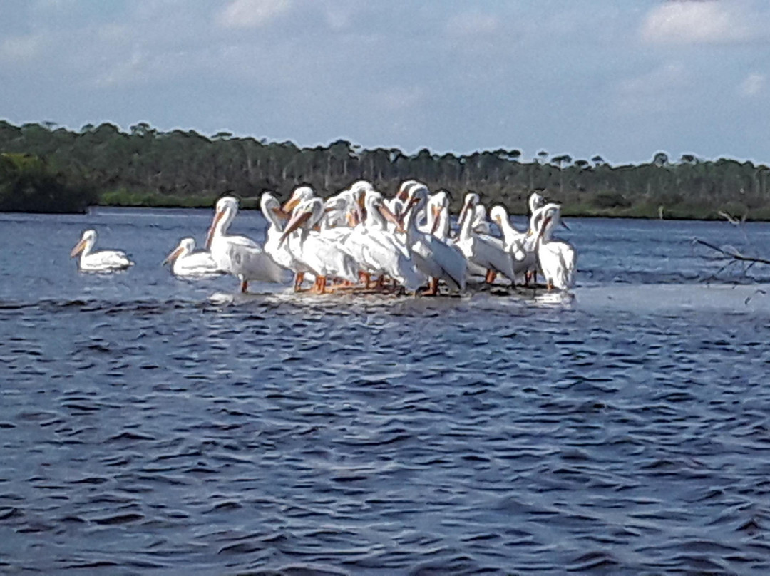 Daytona Beach Kayaking-新士麦那海滩必去景点