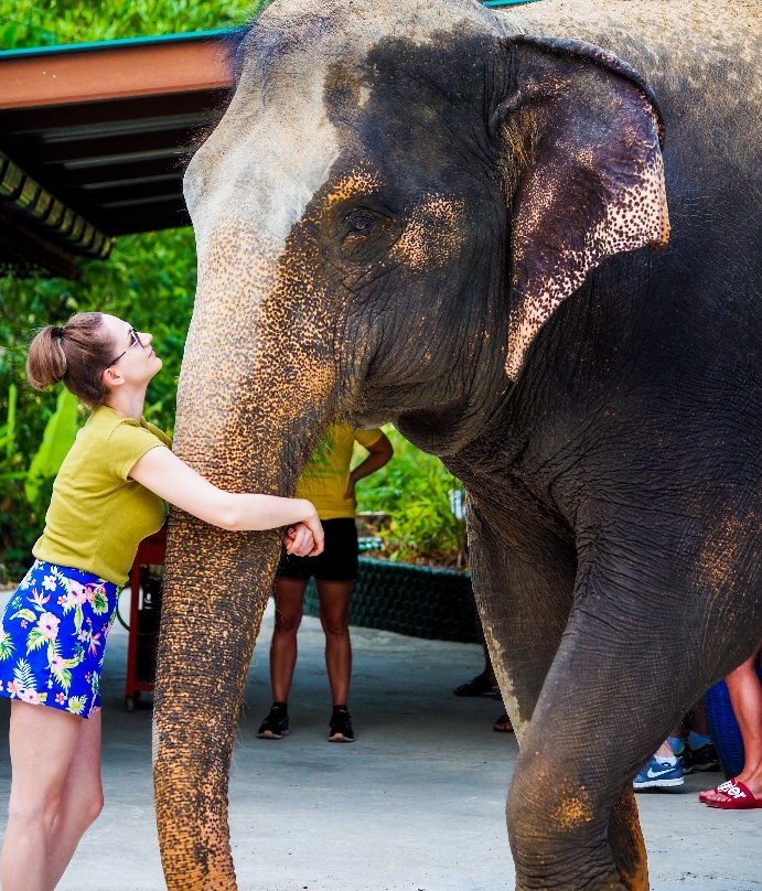 Elephants At 9 Dee Phuket-呈塔累必去景点
