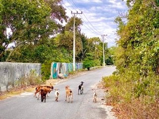 Guest House Sabang Marifi主图