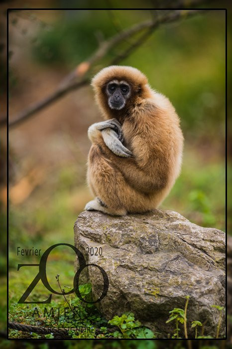 Zoo d'Amiens Métropole-亚眠必去景点