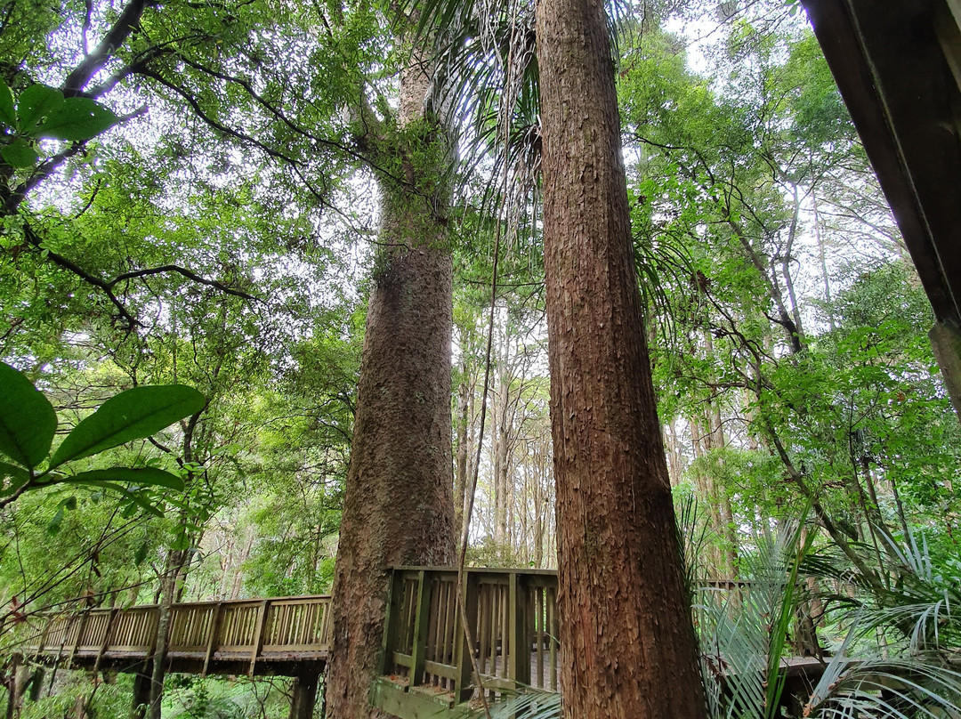 AH Reed Kauri Park景点图片