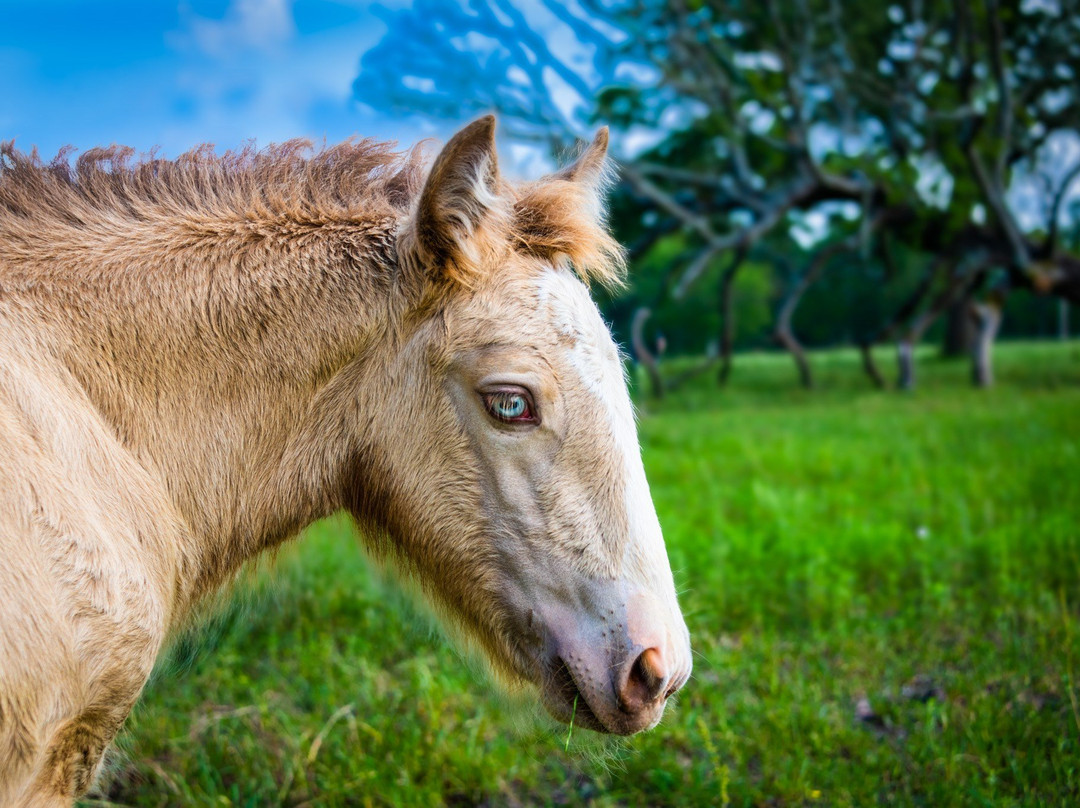 Aunique Ranch Gypsy Cob Vanner Horses-Huntsville必去景点