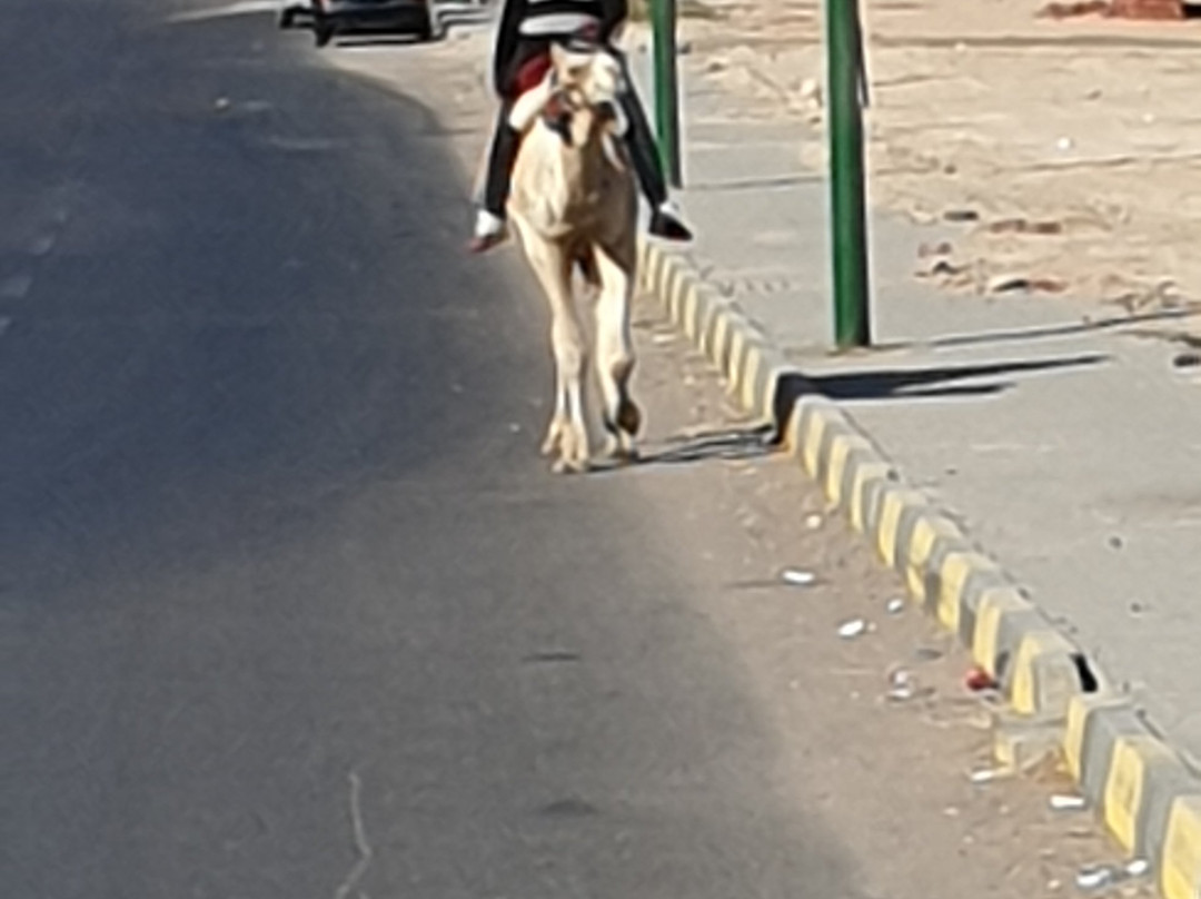 Ägypten Reisen-开罗必去景点