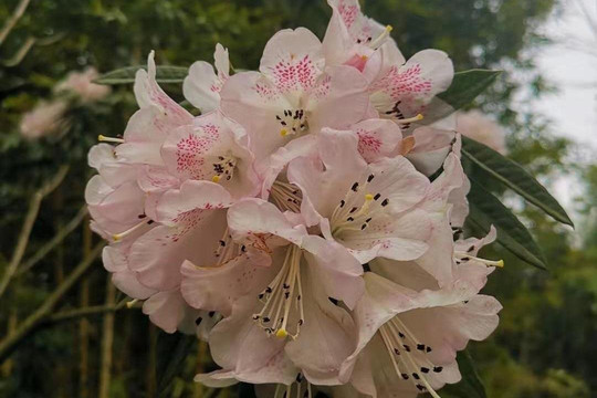 Reise Travel(YTS)-成都必去景点