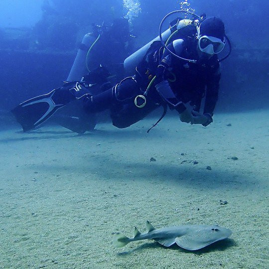 Cabo Pulmo Diving-Cabo Pulmo必去景点