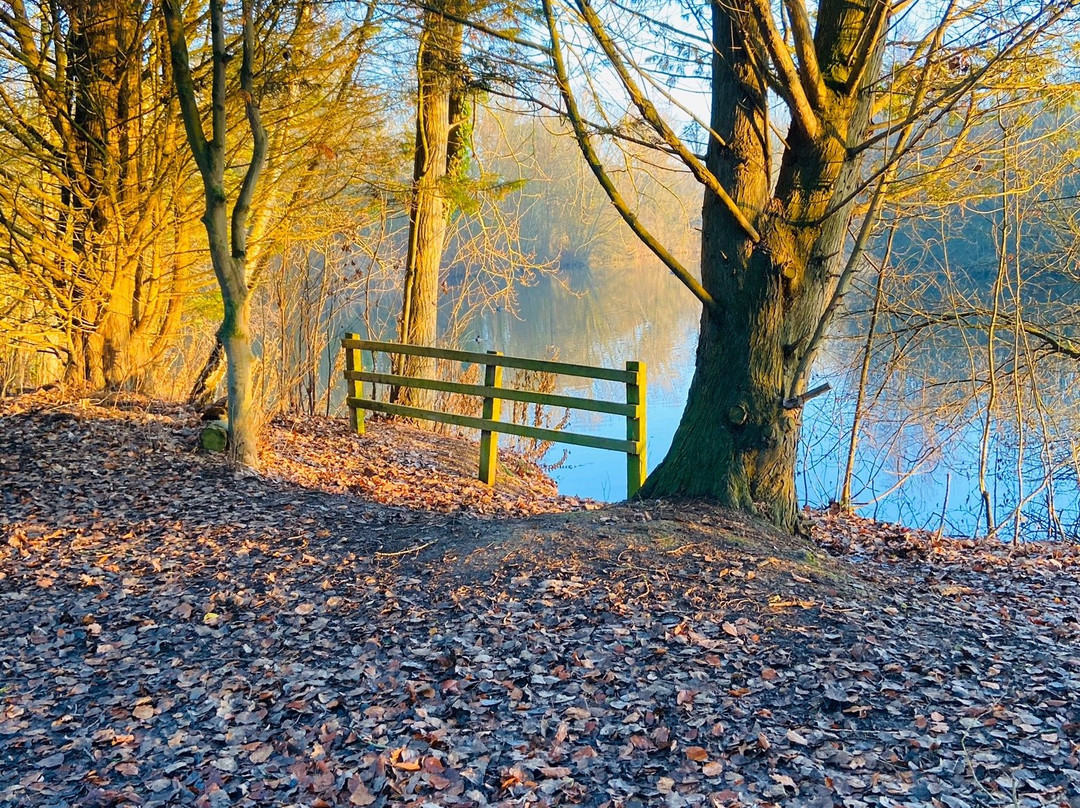 Radley Lakes / Thrupp Lake Trail景点图片