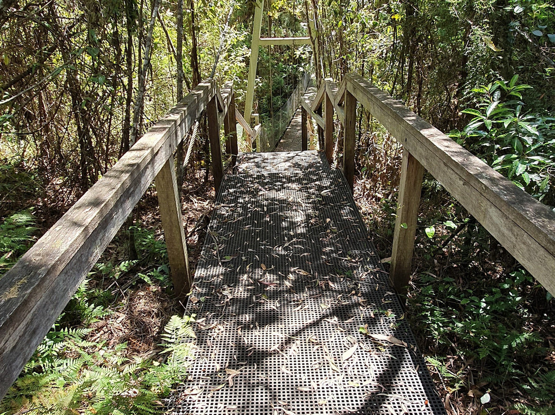 Mackenzie River Rainforest Walk景点图片