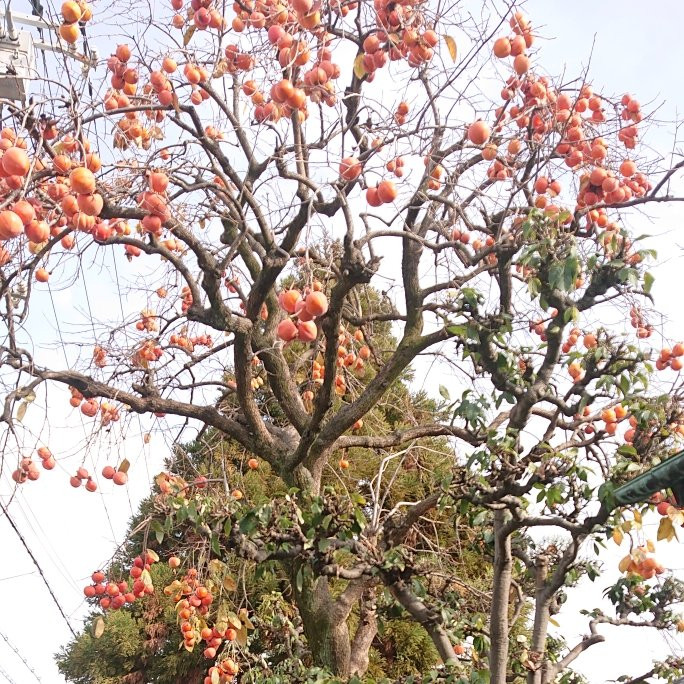 Kishiwada City Streets-岸和田市必去景点