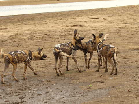 夫拉特多格斯露营旅馆主图