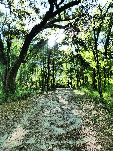 JR Alford Greenway Trail-塔拉哈西必去景点