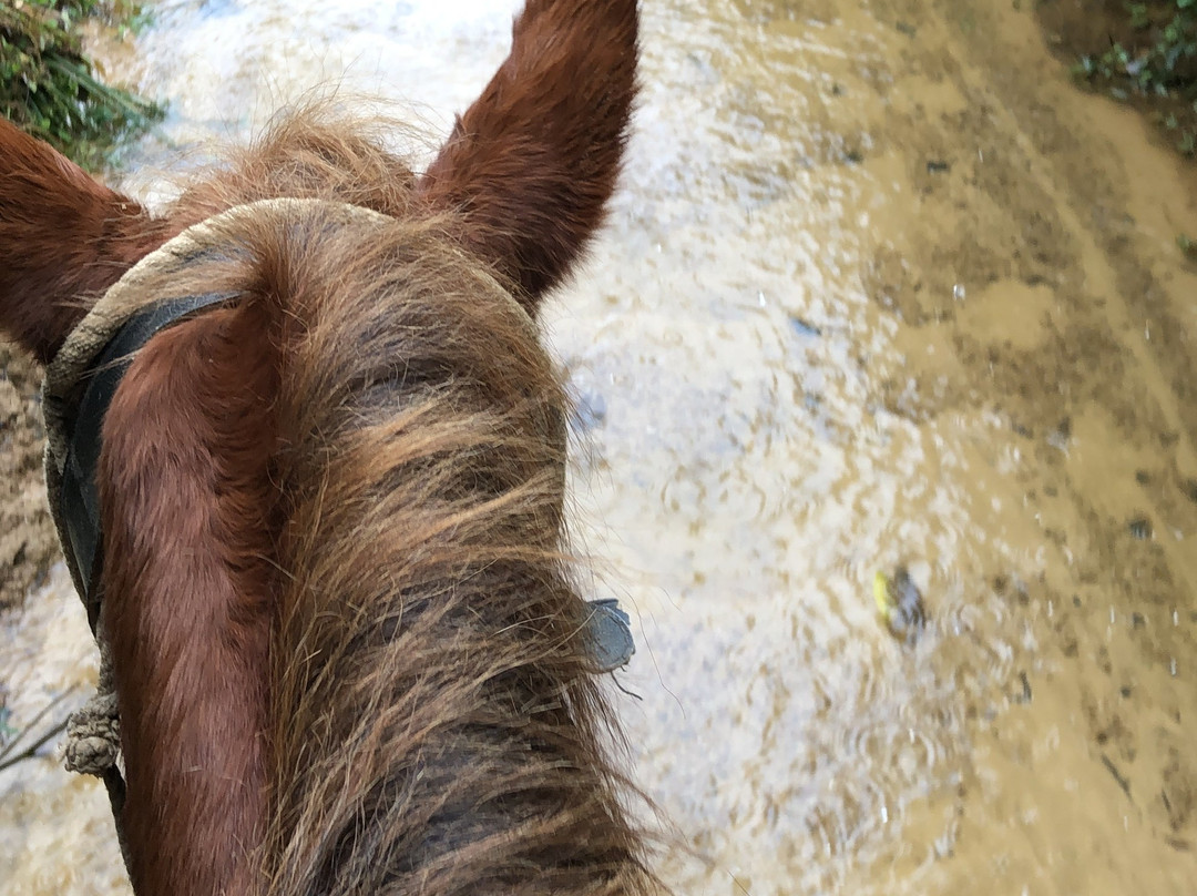 Horseback Tour景点图片