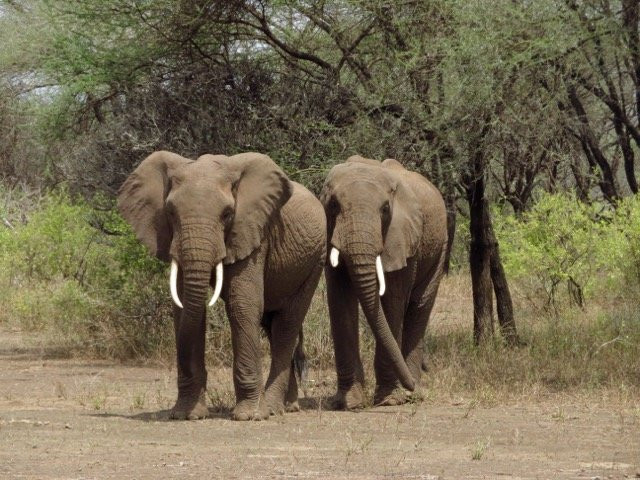 Mtaani Adventures-乞力马扎罗山国家公园必去景点