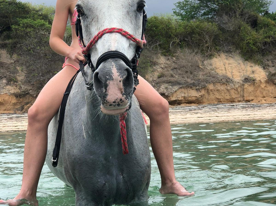 Mozambique Horse Safari景点图片