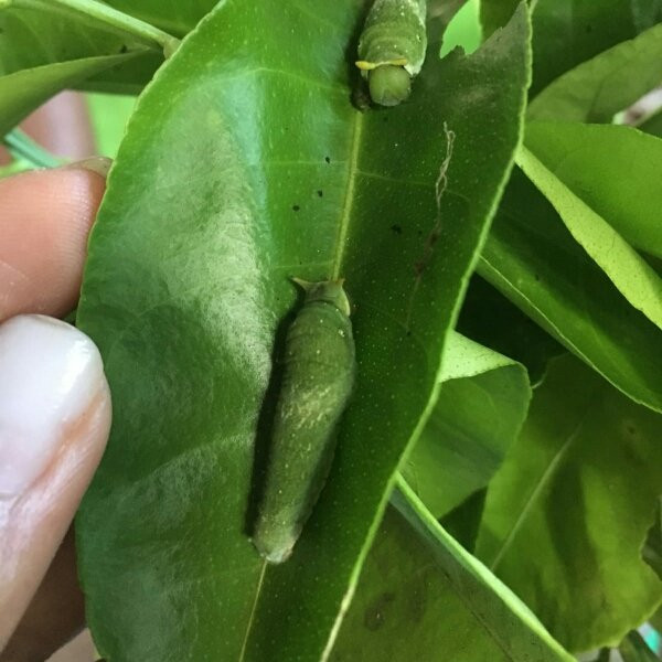 Zanzibar Butterfly Centre-桑给巴尔岛必去景点