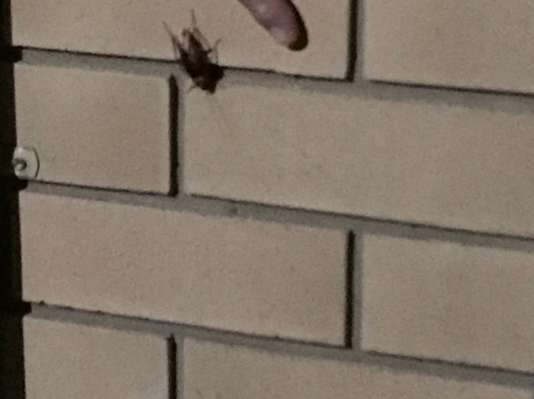 Chermside Motor Inn主图