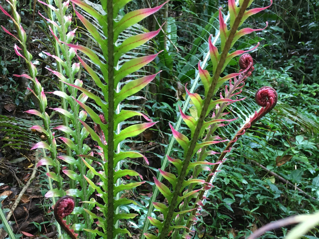 Grotte de Hortense-Ile Des Pins必去景点