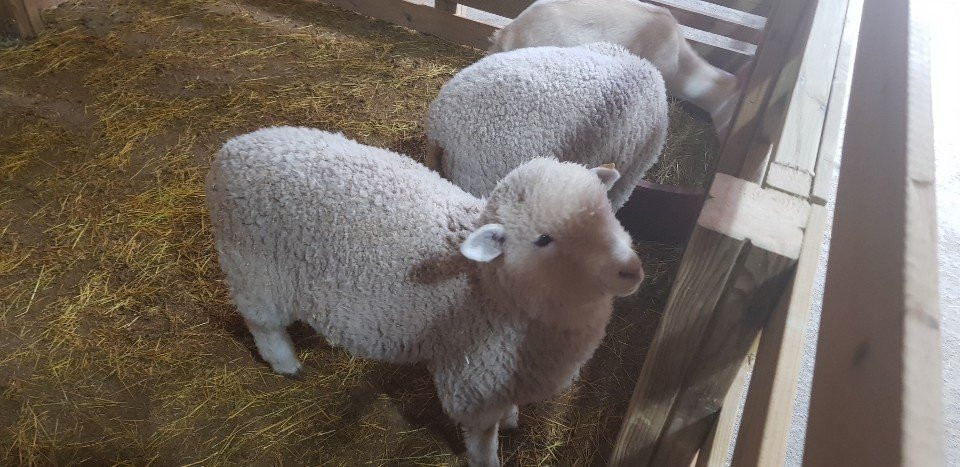 Daegwallyeong Sheep Ranch-平昌郡必去景点