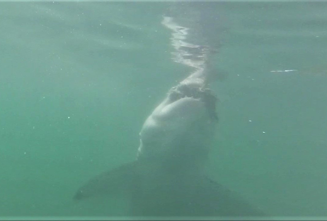 Great White Shark Tours-干斯拜必去景点