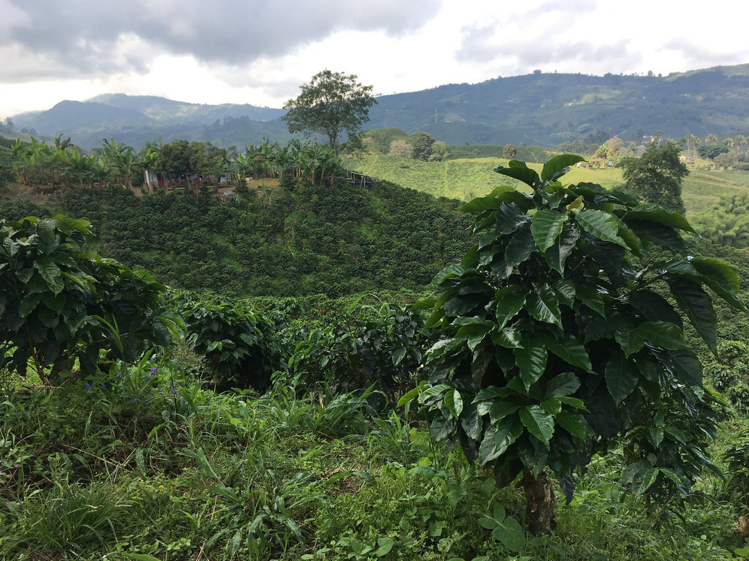 Hacienda Guayabal主图