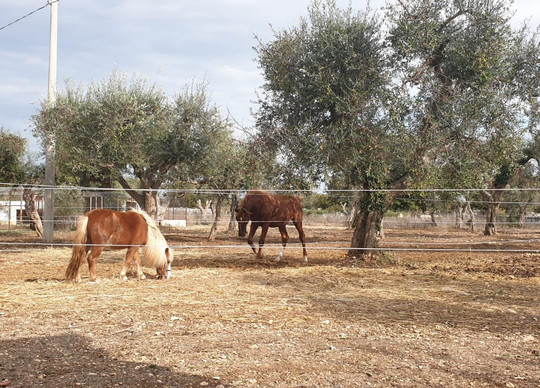 Masseria Stella主图