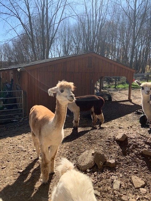 Artisan Alpacas景点图片
