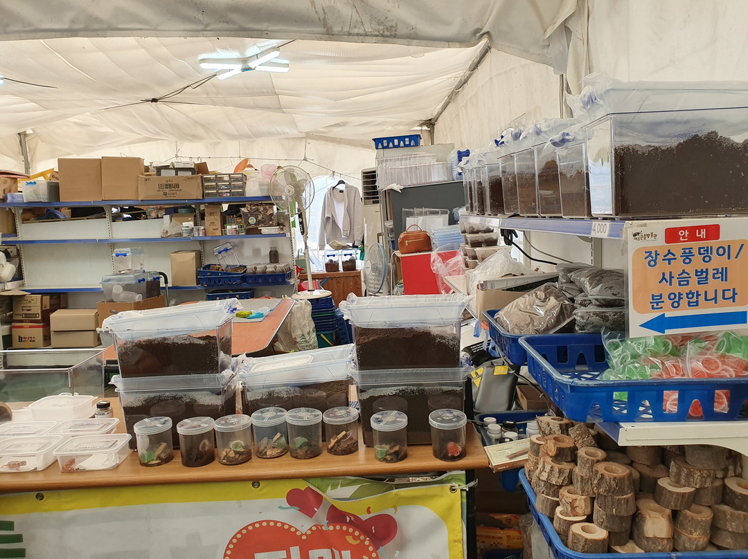 Yeoju Insect Museum-骊州郡必去景点