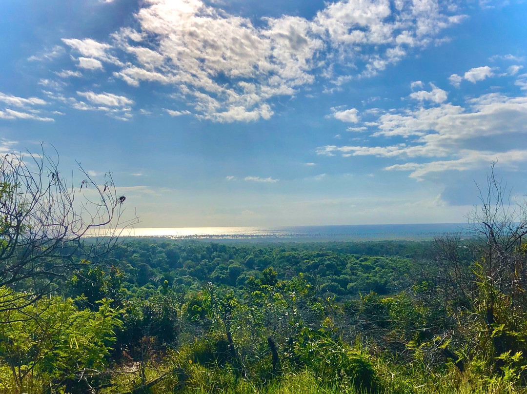 Jasmim dos Poetas主图