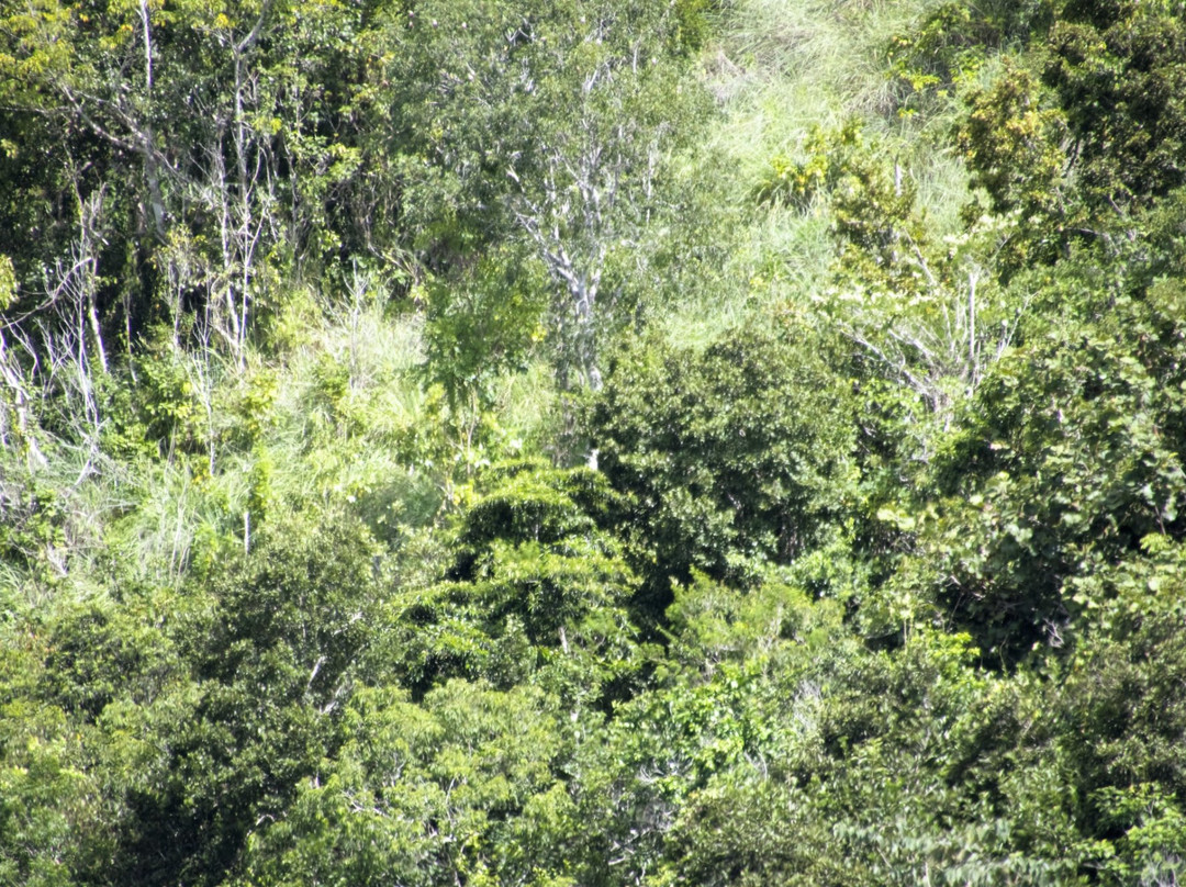 Footsteps Rainforest Hiking Tours景点图片