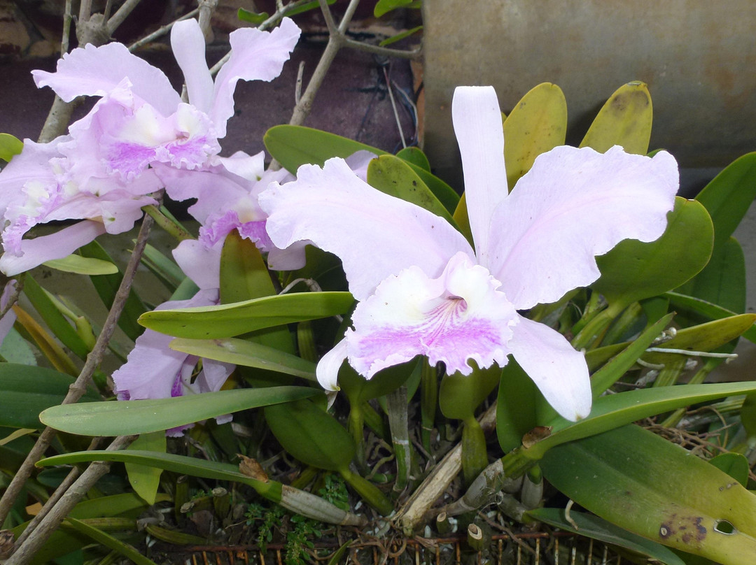 Jardin Botanico de Viñales景点图片