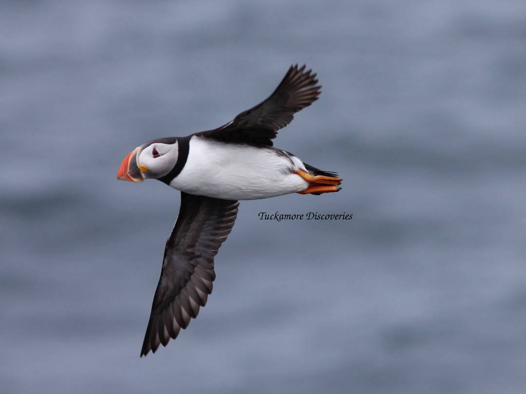 Puffin Hikes景点图片