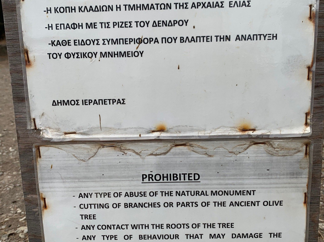 Azorias Ancient Olive Tree景点图片