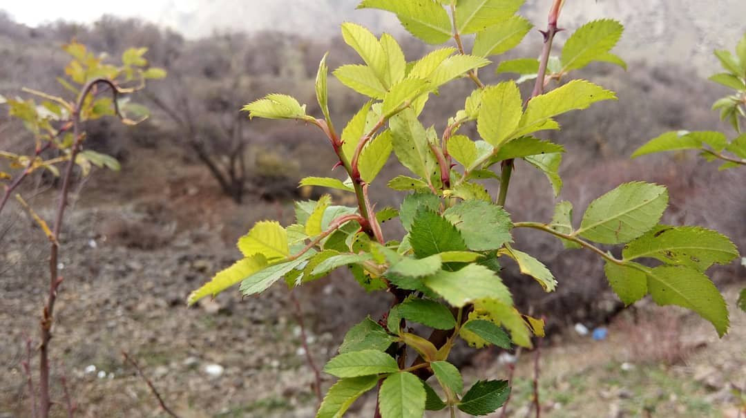 Abhar旅游攻略图片