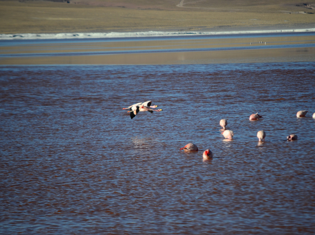 Laguna Canapa-乌尤尼必去景点
