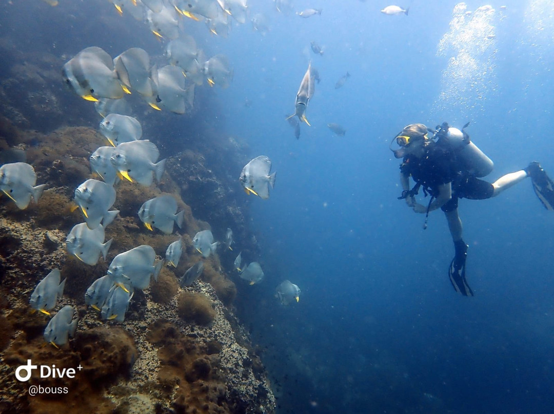 Blue Horizon Diving and Adventures景点图片