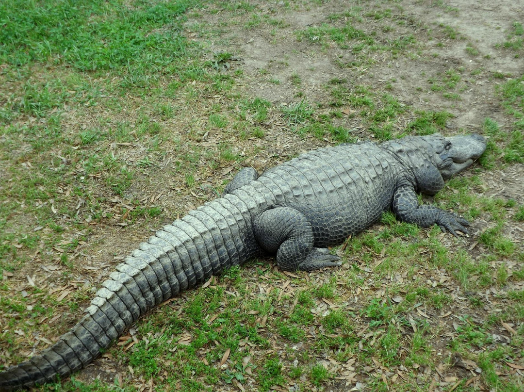 East Texas Gators and Wildlife Park景点图片