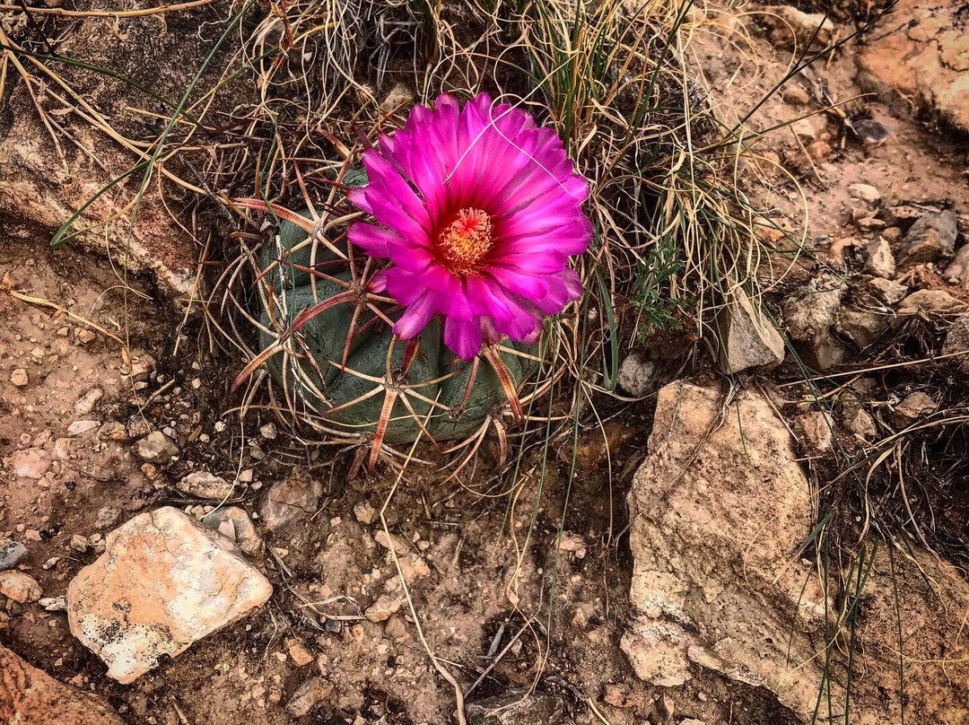 Dog Canyon Trail-阿拉莫戈多必去景点