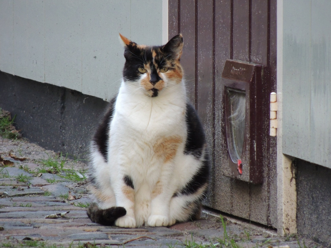 Sint Nicolaaskerk uit 1628-Broek in Waterland必去景点